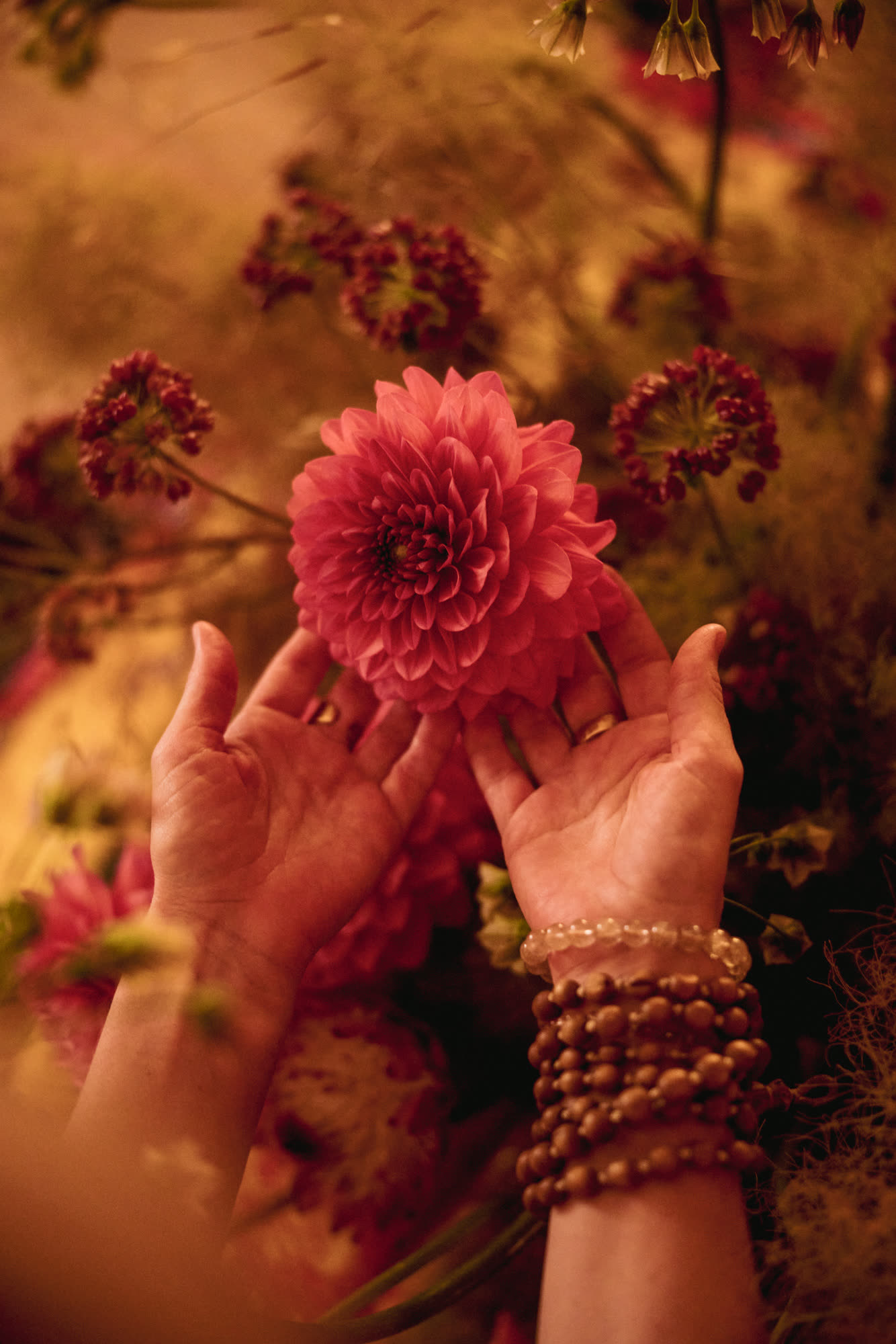 Hands holding a dahlia
